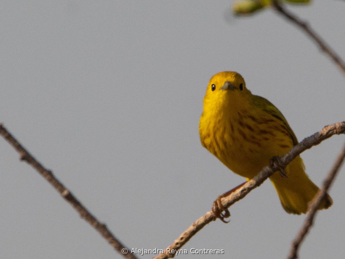 Yellow Warbler - ML620125923