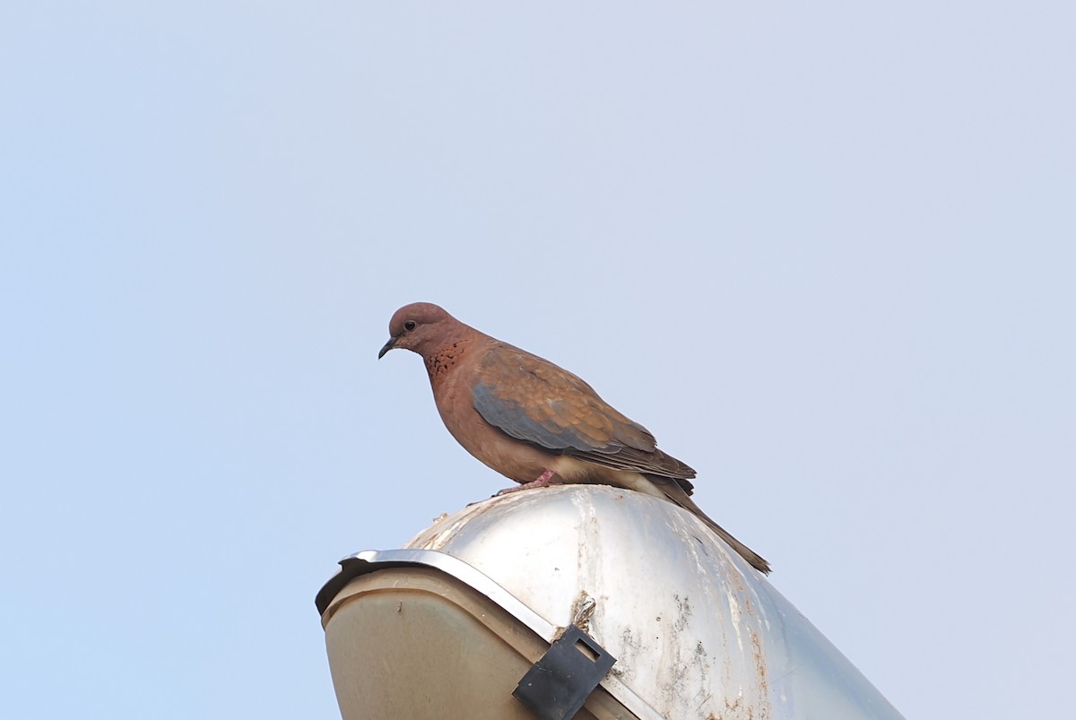 Laughing Dove - ML620125929