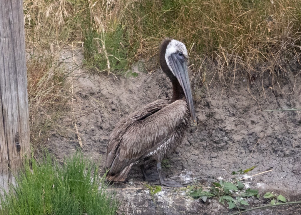 Brown Pelican - ML620125935