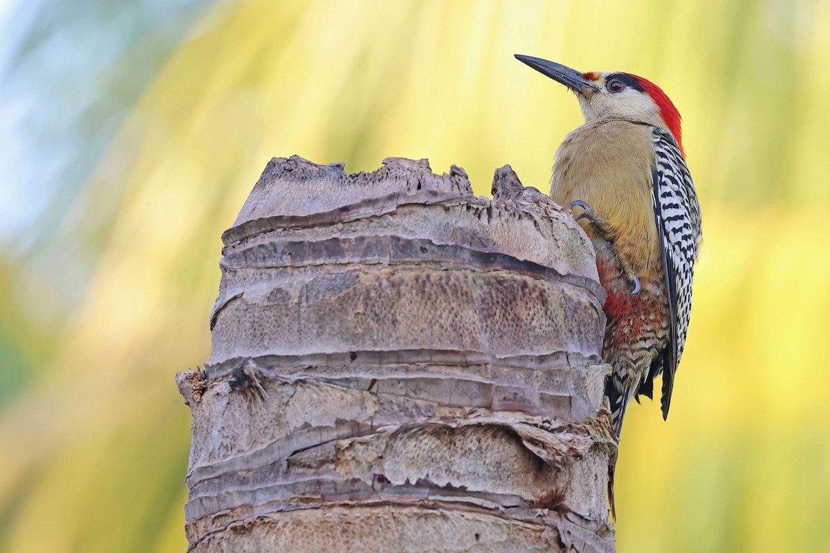 West Indian Woodpecker - Trevor Hardaker