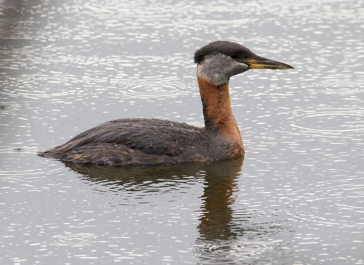 Red-necked Grebe - ML620125951