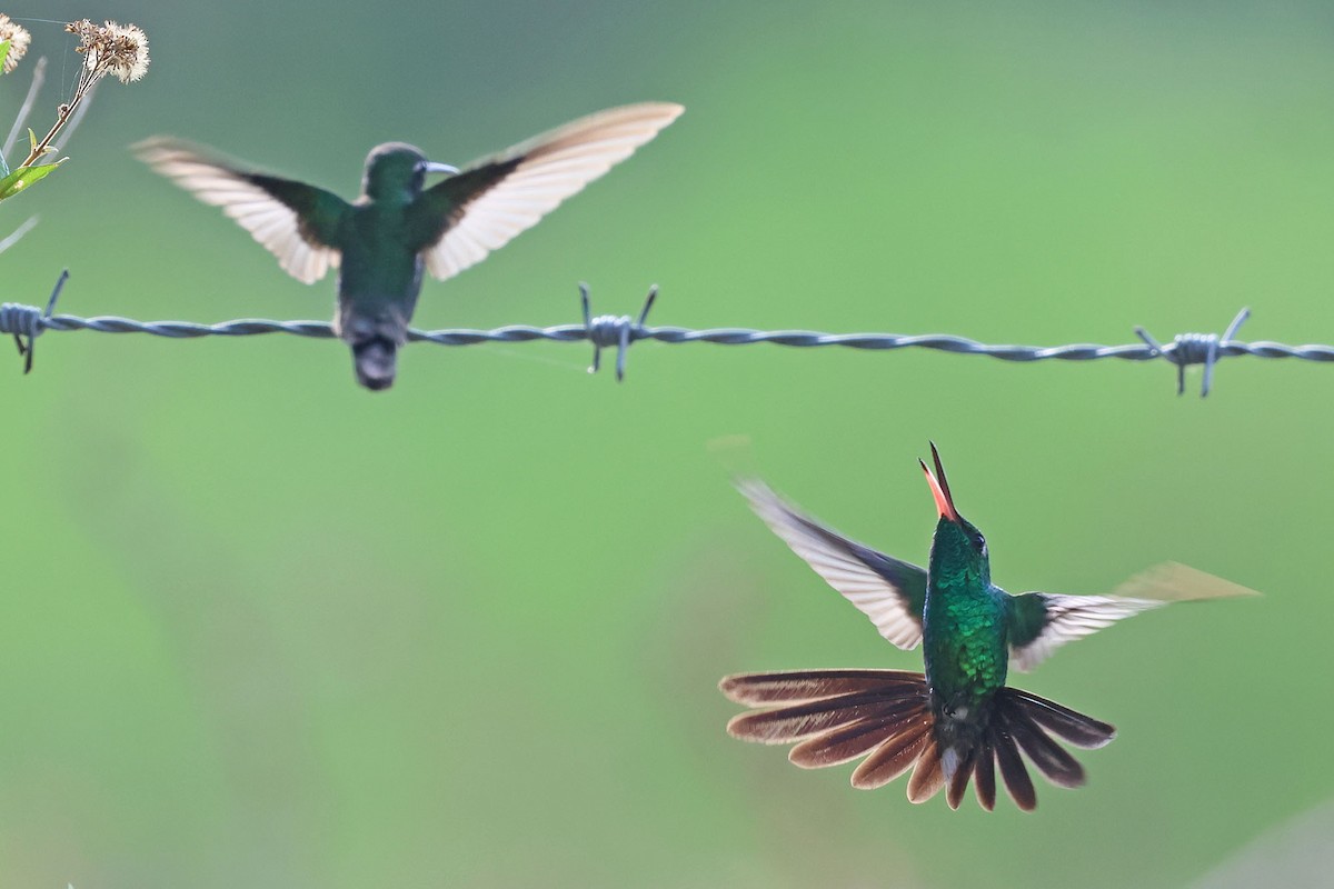 kolibřík kubánský - ML620125962