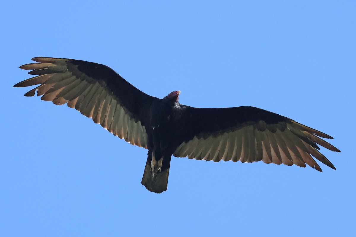 Turkey Vulture (Northern) - ML620125963