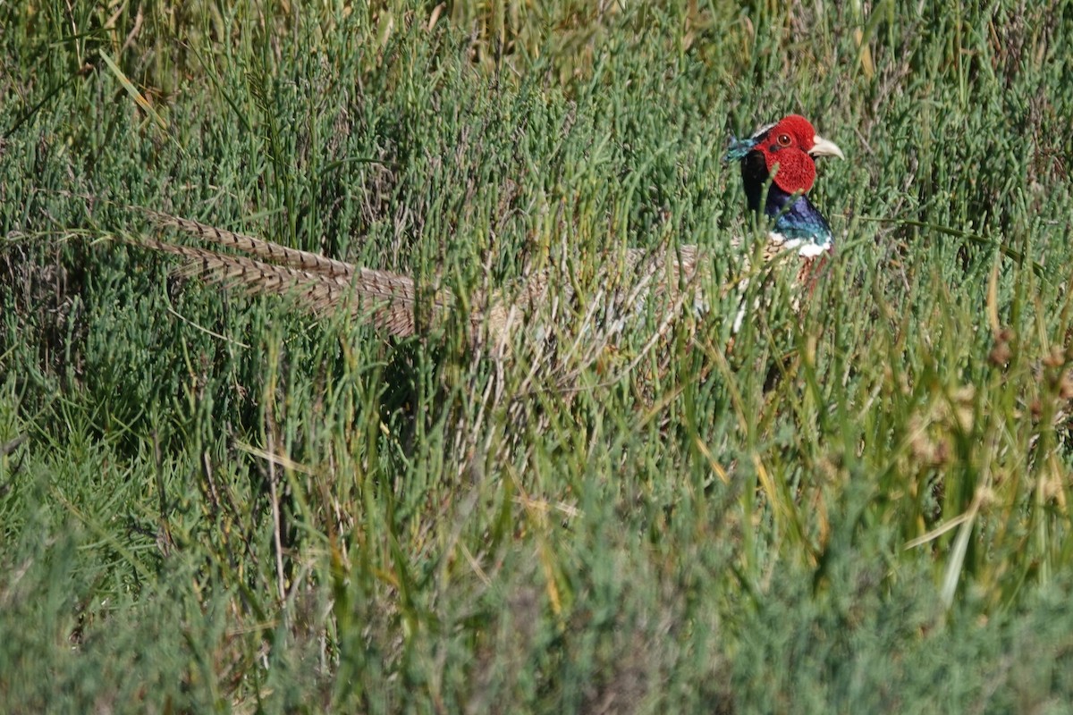 Ring-necked Pheasant - ML620125964