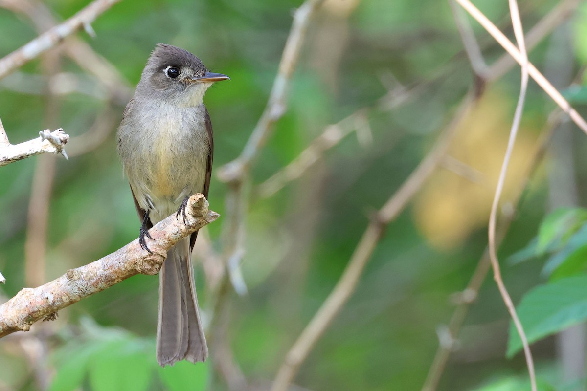 Cuban Pewee - ML620125974