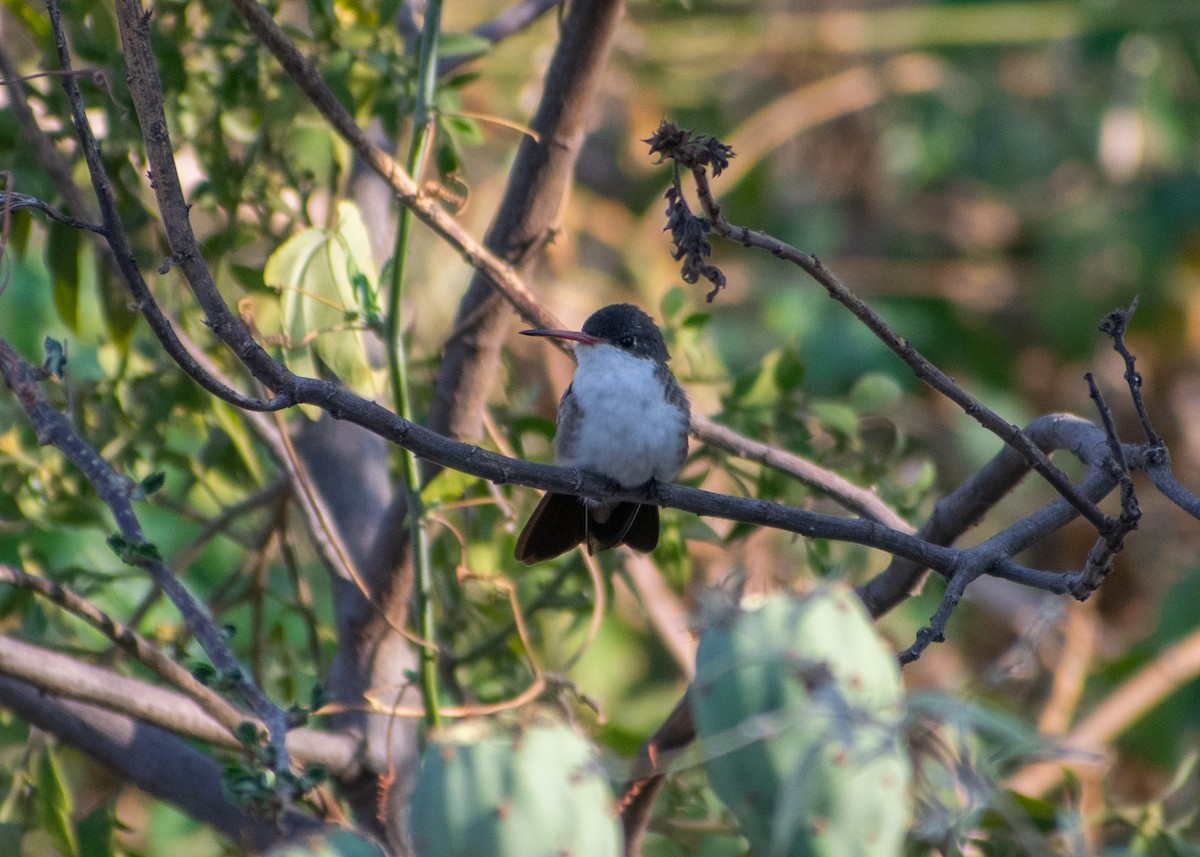 Violet-crowned Hummingbird - ML620125985