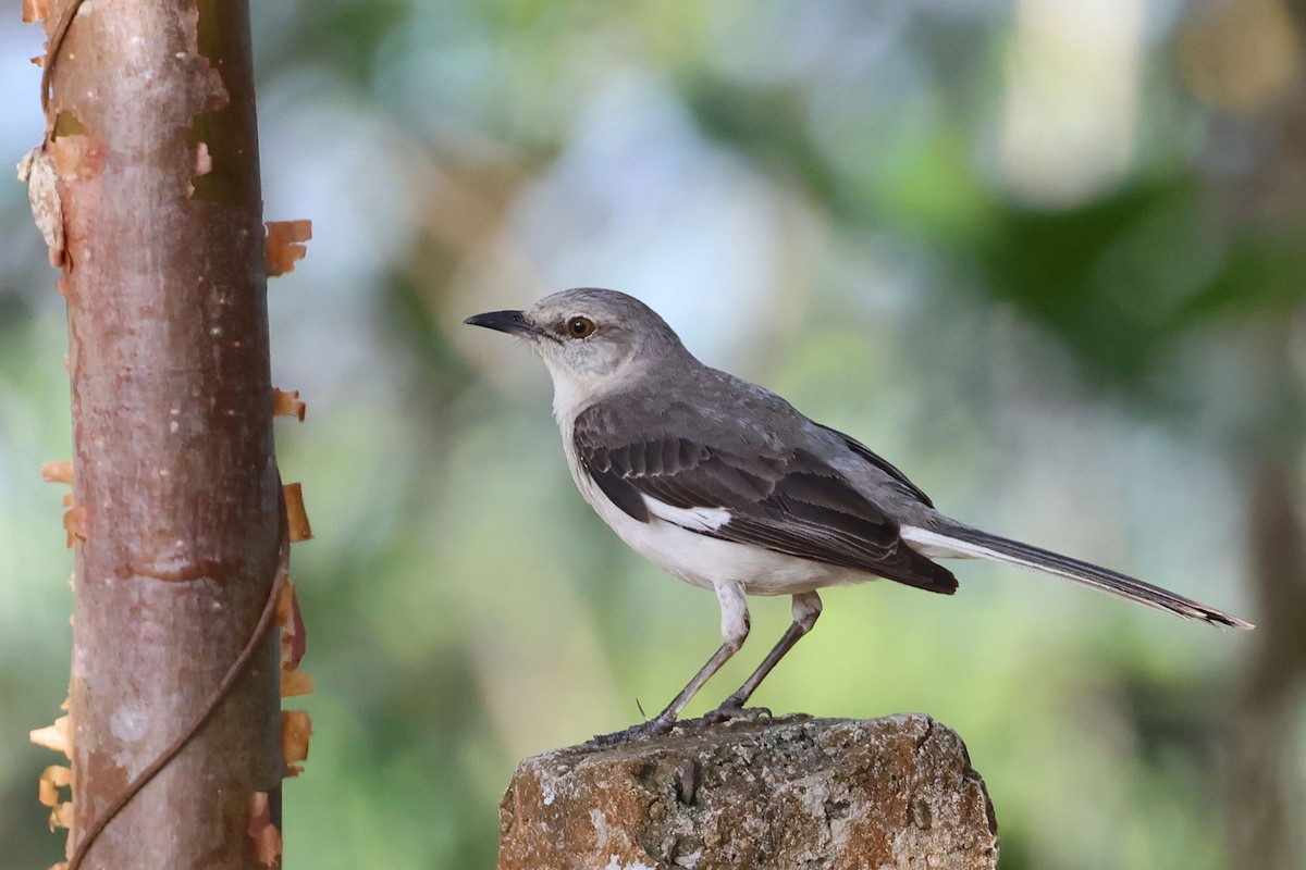 Northern Mockingbird - ML620125988