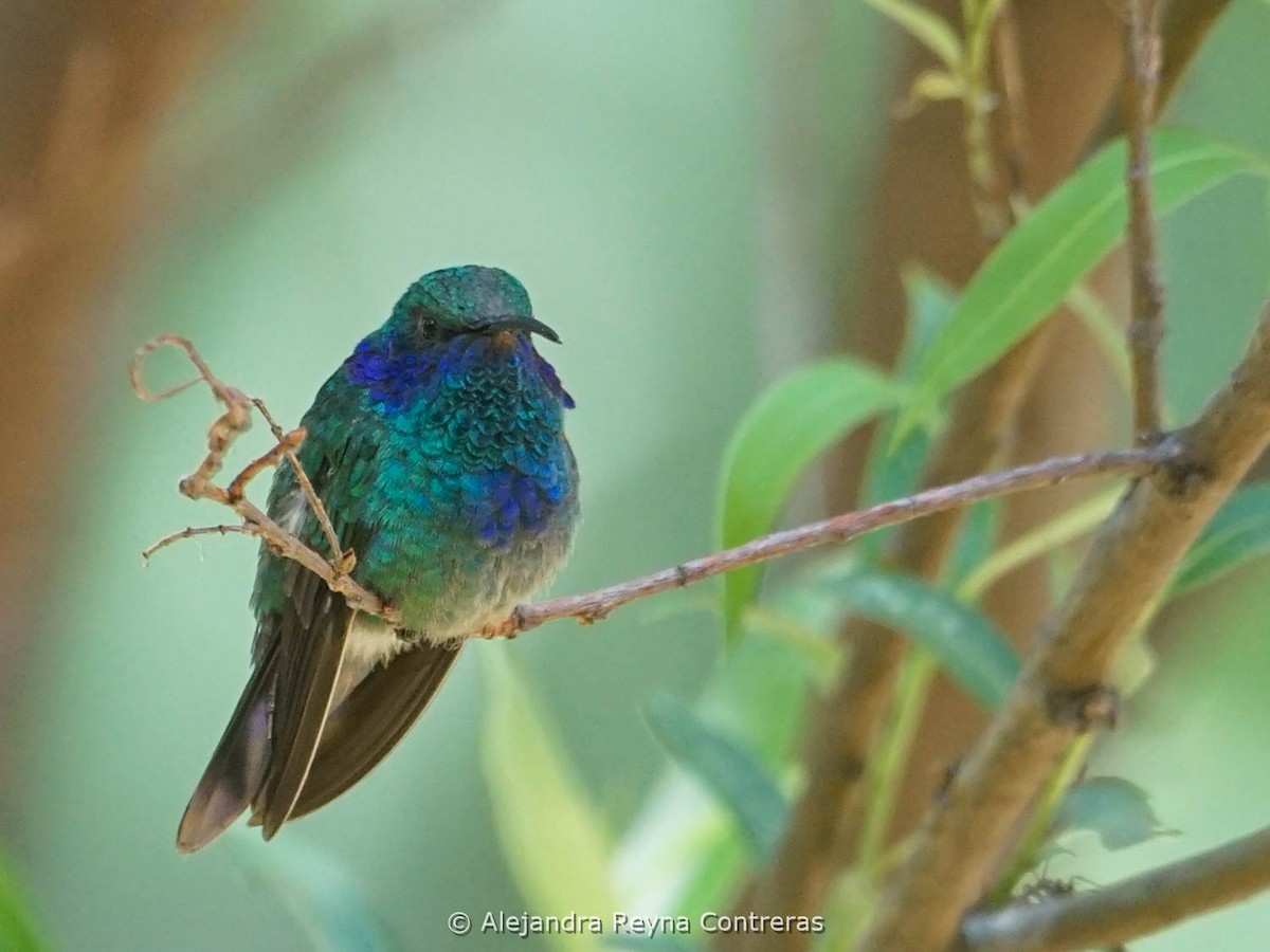 Mexican Violetear - ML620125989