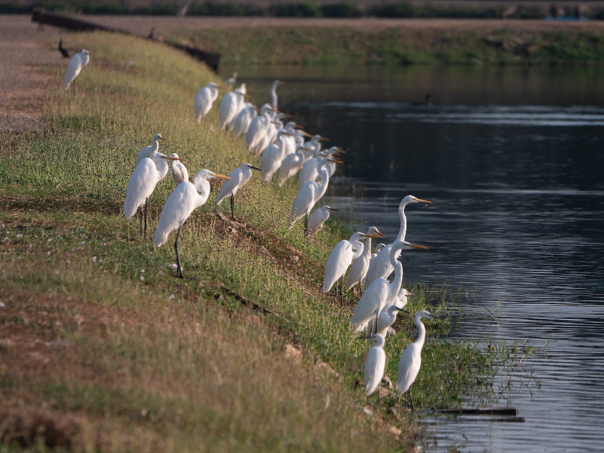 Great Egret - ML620125995