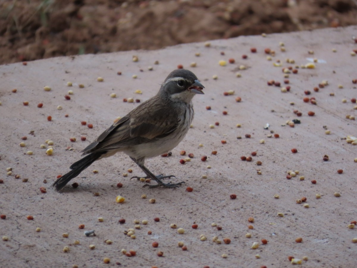Black-throated Sparrow - ML620126006