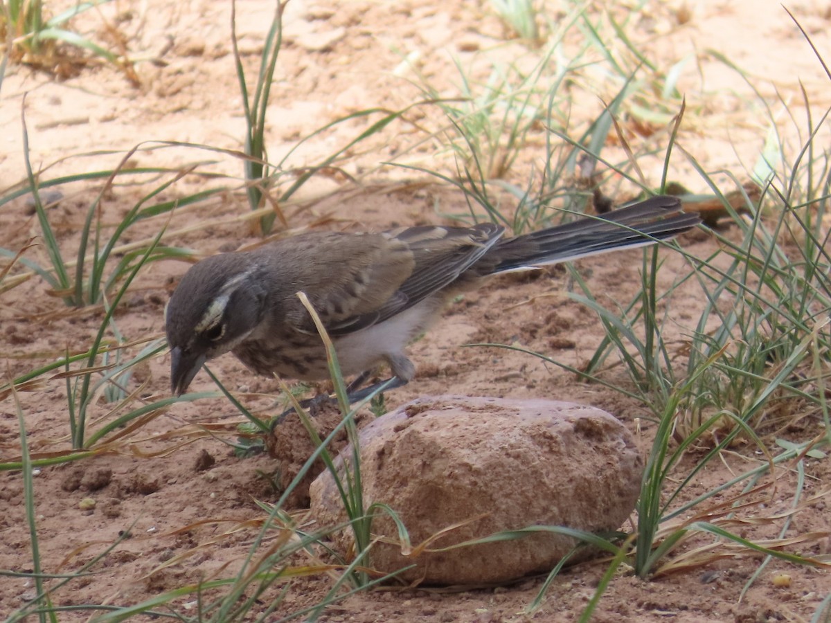 Black-throated Sparrow - Edward Raynor