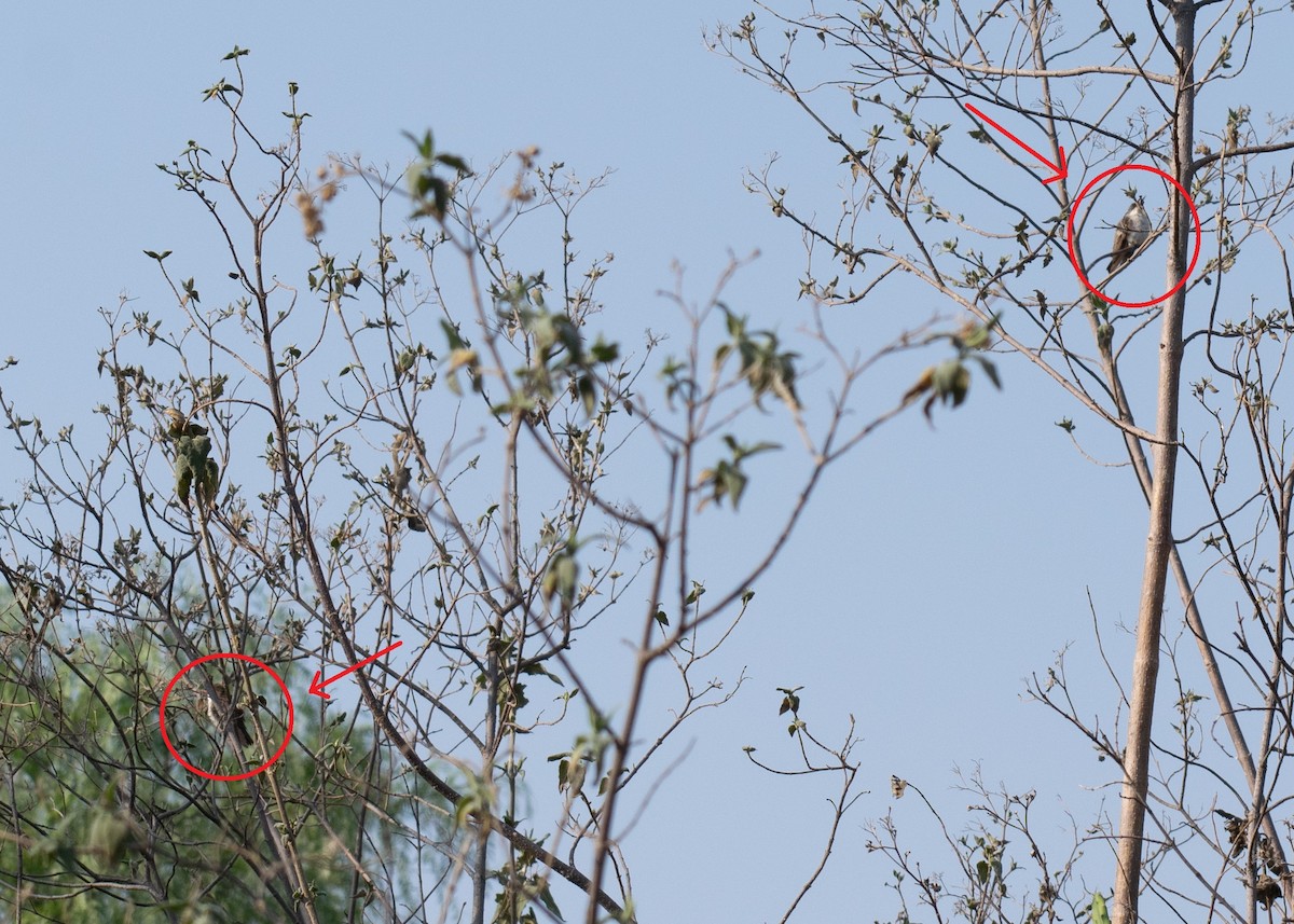 Violet-crowned Hummingbird - ML620126009