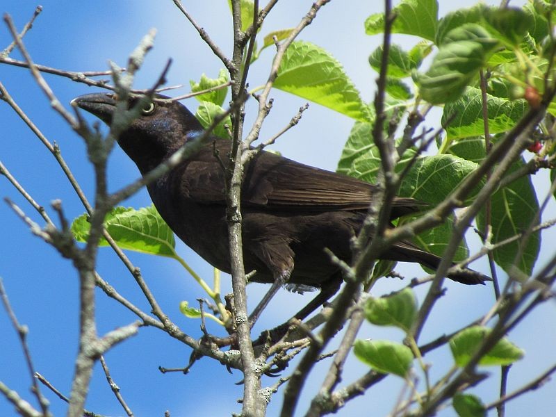 Common Grackle - ML62012601