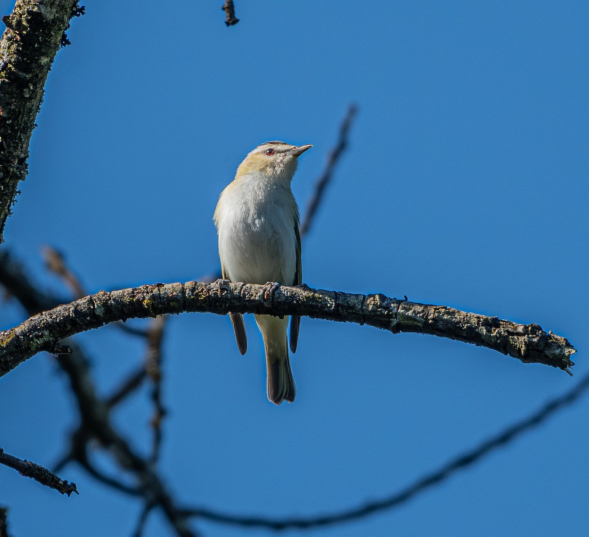 rødøyevireo - ML620126014