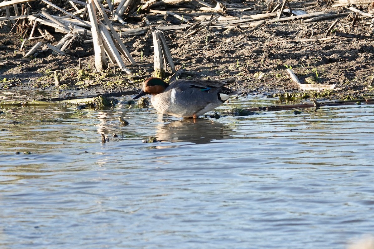 Green-winged Teal - ML620126021