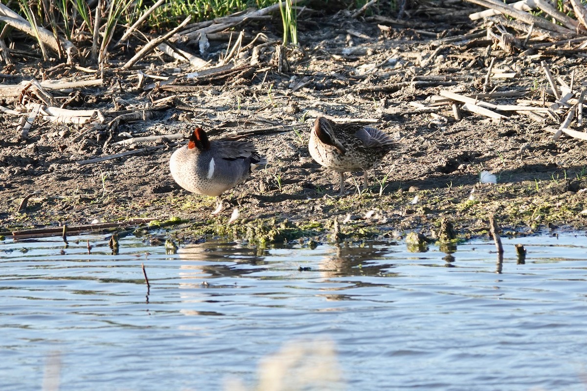 Green-winged Teal - ML620126022