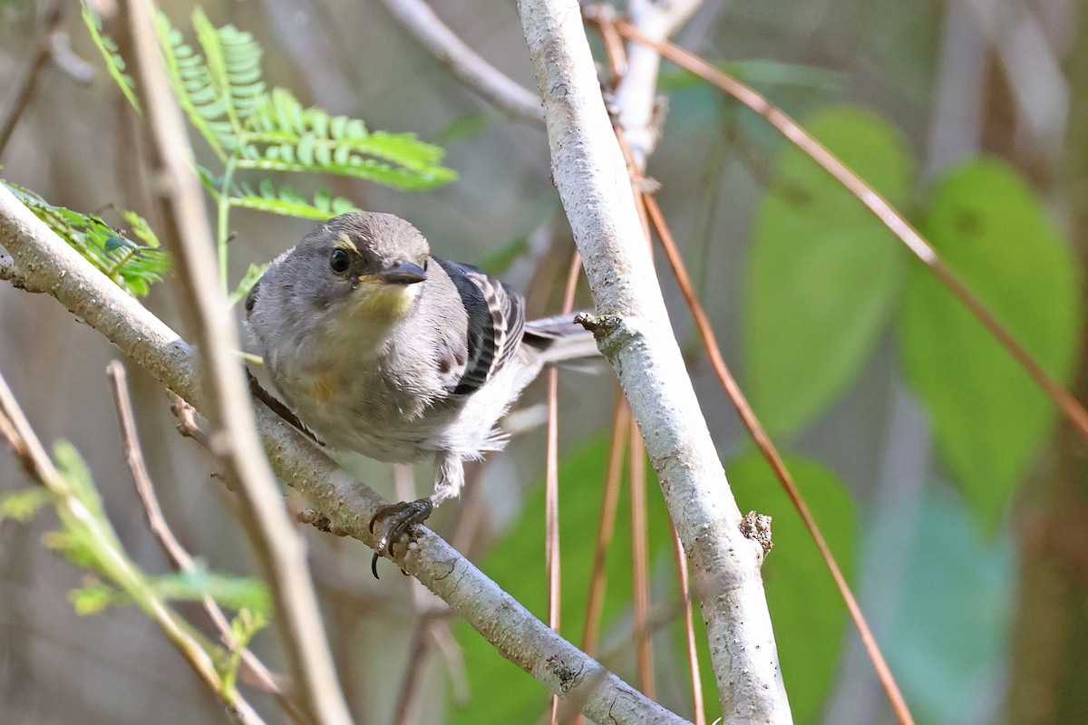 Olive-capped Warbler - ML620126024