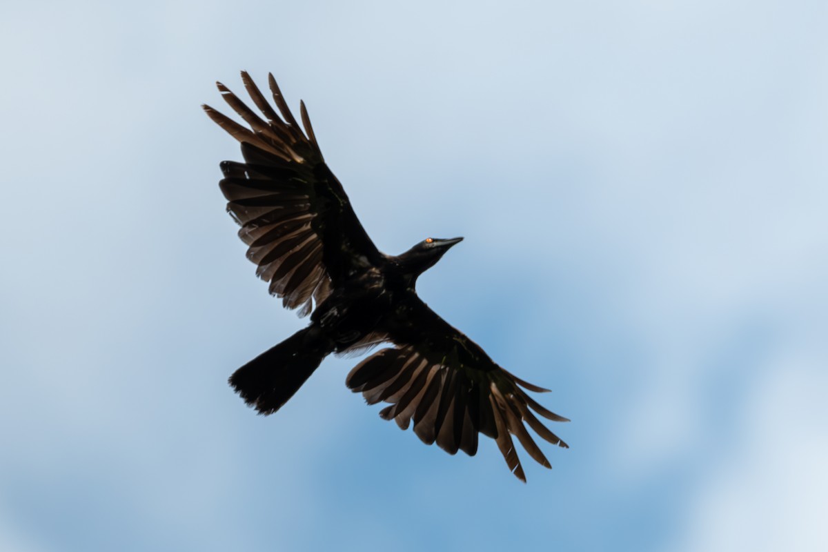 White-necked Crow - ML620126032