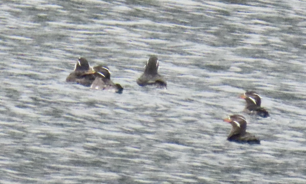 Rhinoceros Auklet - ML620126033