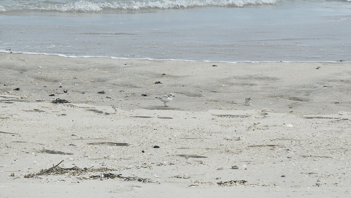 Piping Plover - ML620126045