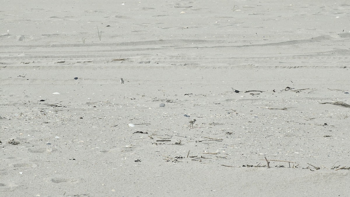 Piping Plover - ML620126046