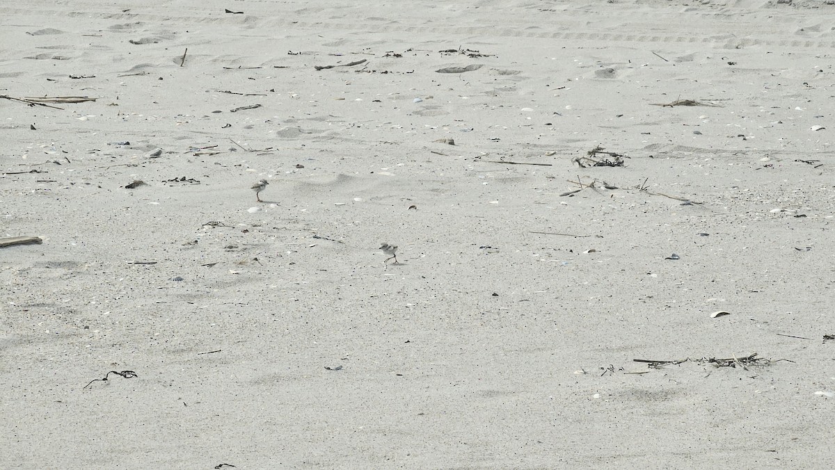 Piping Plover - ML620126049
