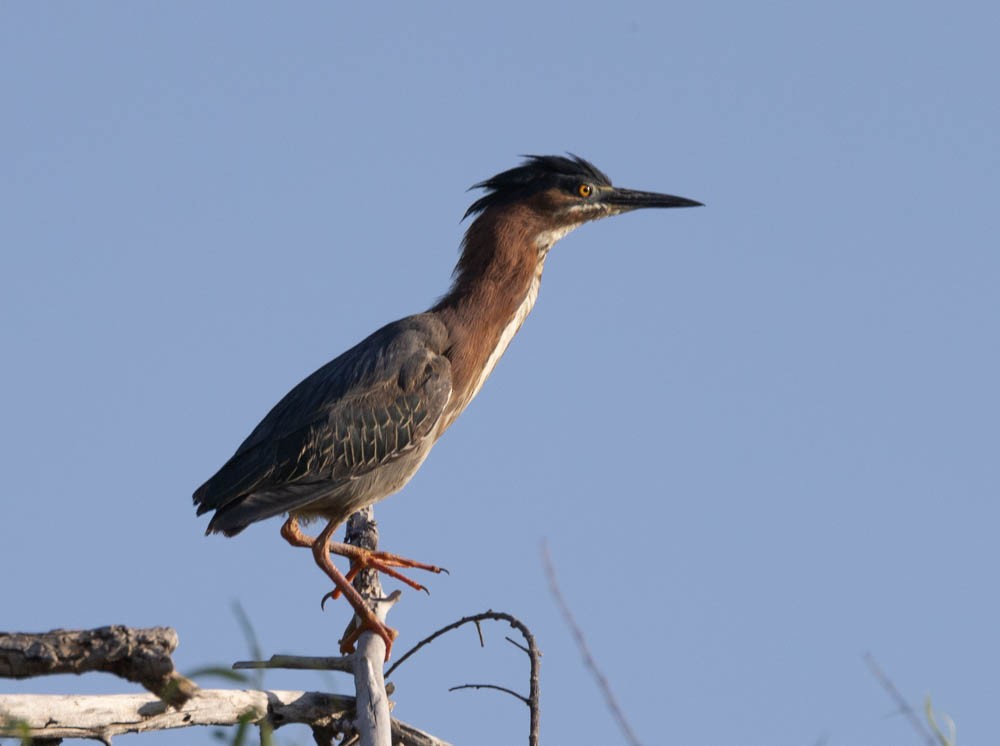 Grünreiher - ML620126066