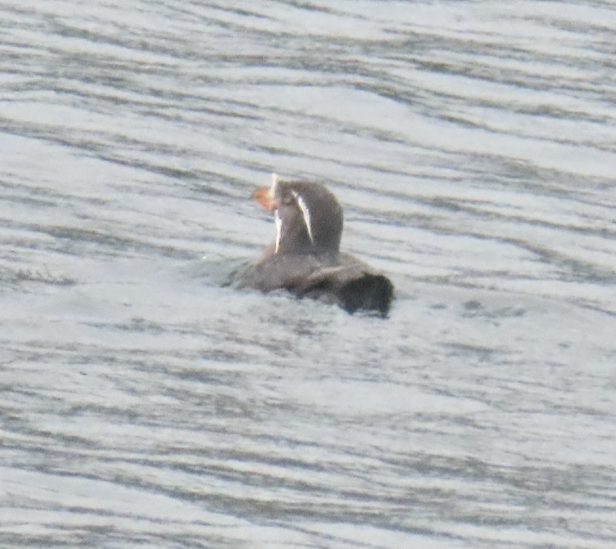 Rhinoceros Auklet - ML620126069