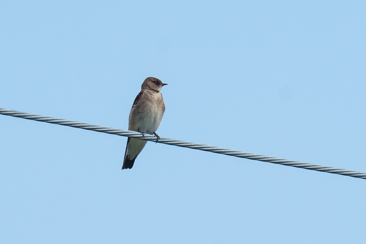 Northern Rough-winged Swallow - ML620126072
