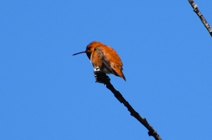 Rufous Hummingbird - ML620126081