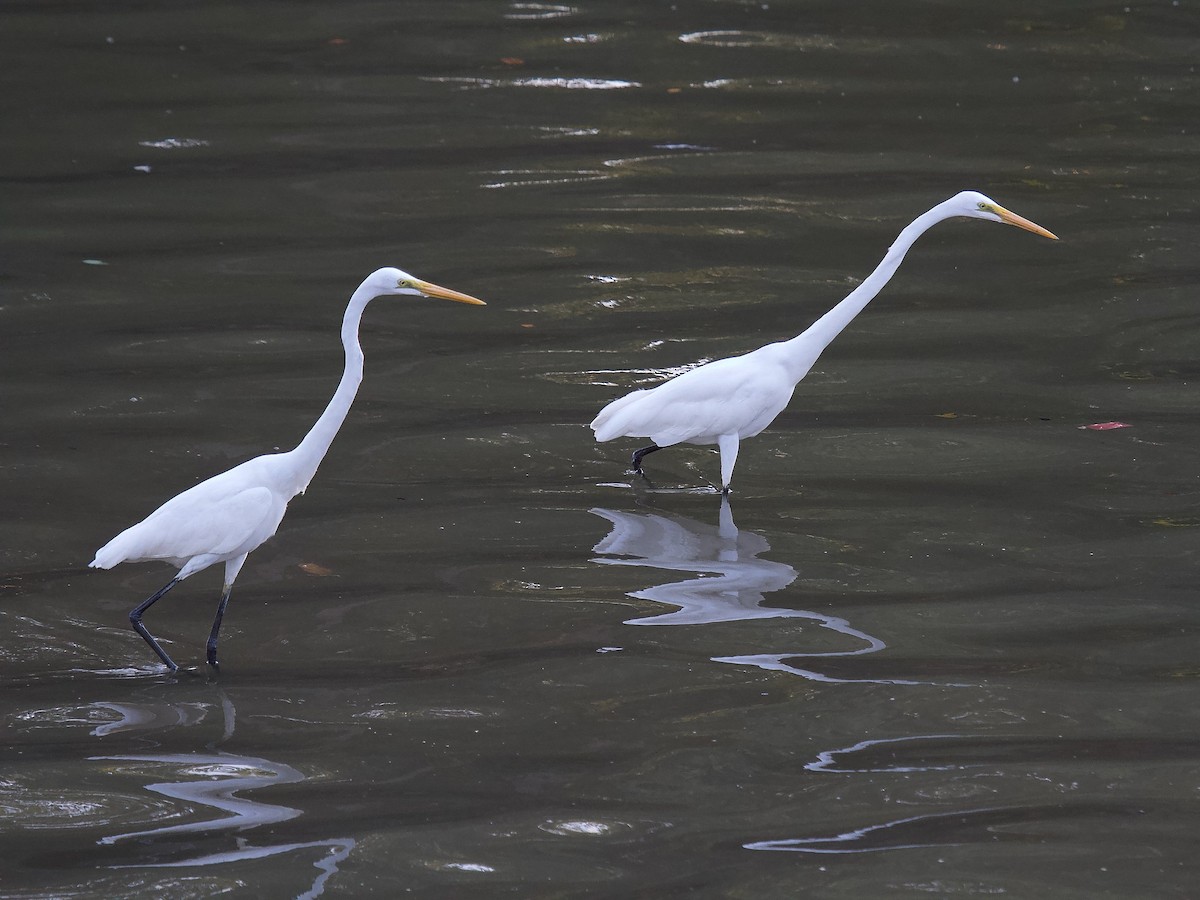 Great Egret - Geoff Lim