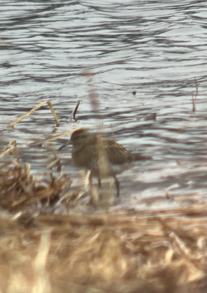 Sharp-tailed Sandpiper - ML620126103