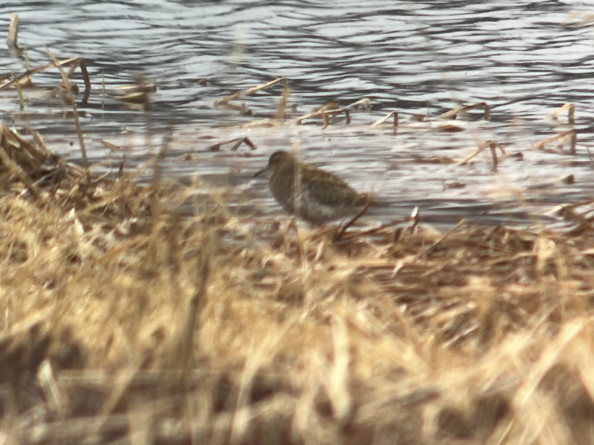 Sharp-tailed Sandpiper - ML620126104