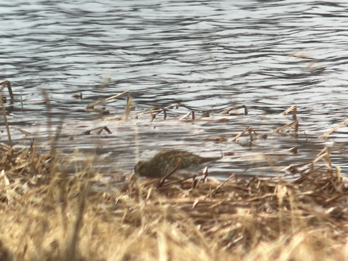 Sharp-tailed Sandpiper - ML620126105