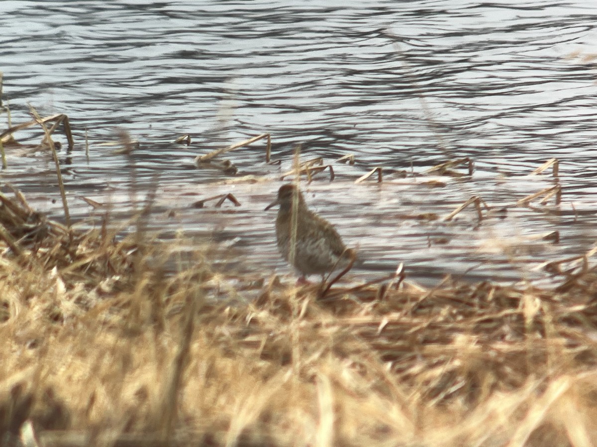 Sharp-tailed Sandpiper - ML620126106