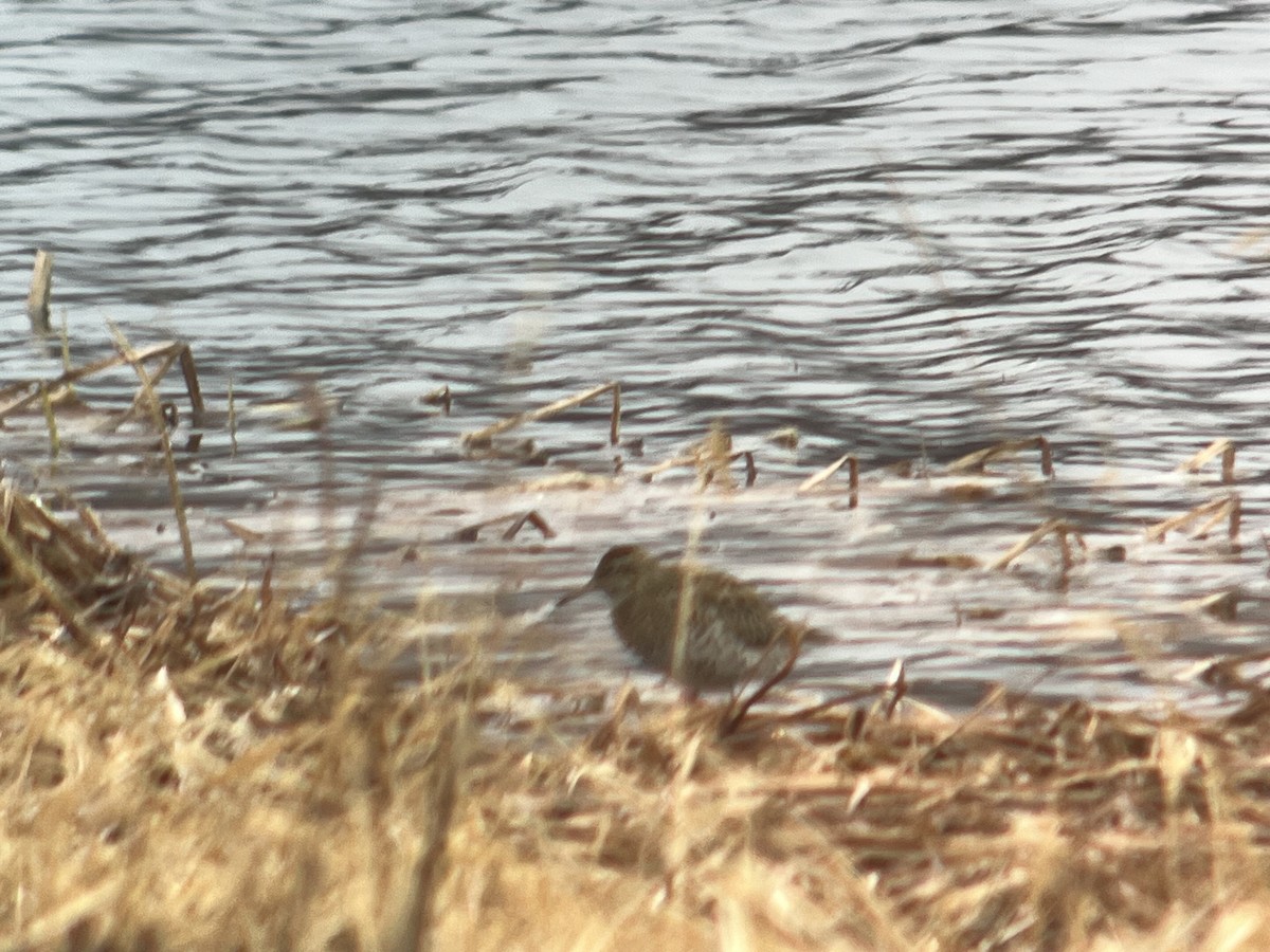 Sharp-tailed Sandpiper - ML620126107