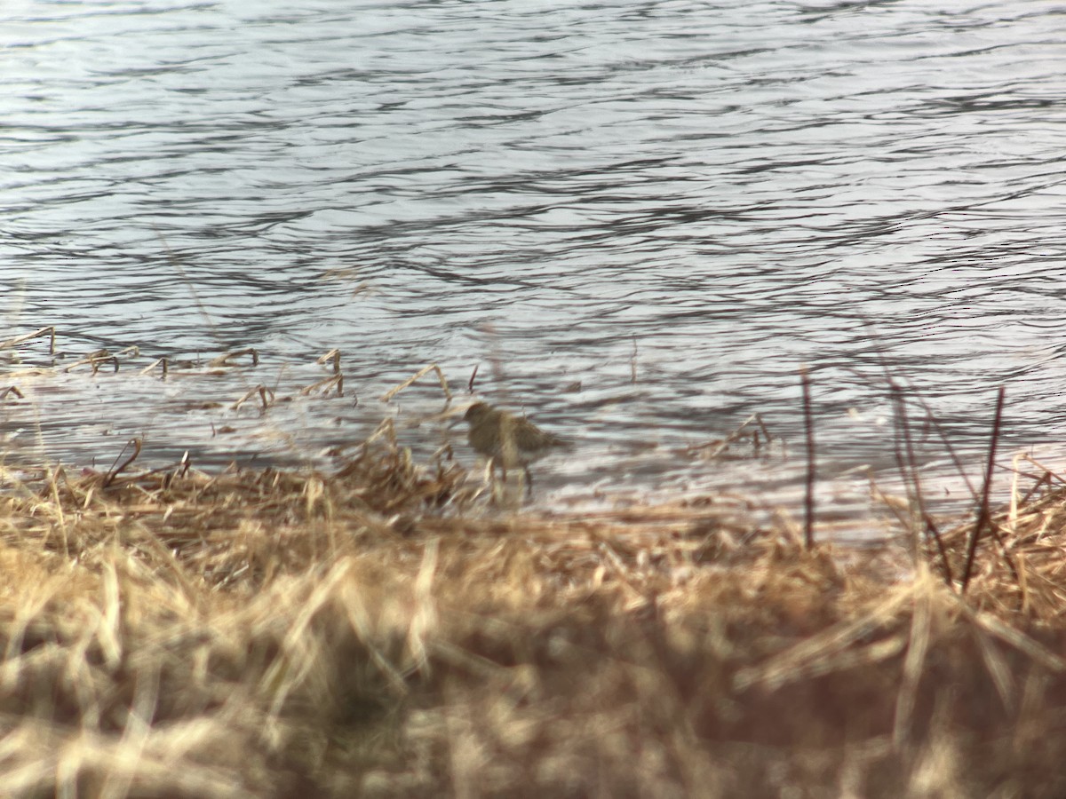 Sharp-tailed Sandpiper - ML620126108