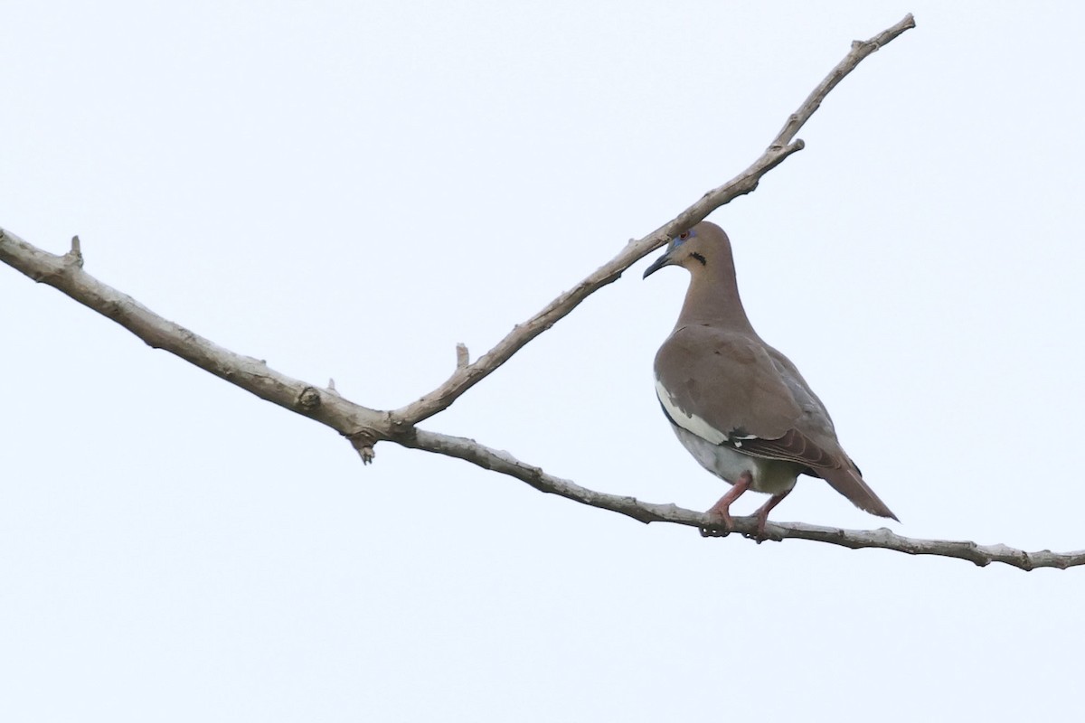 White-winged Dove - ML620126109