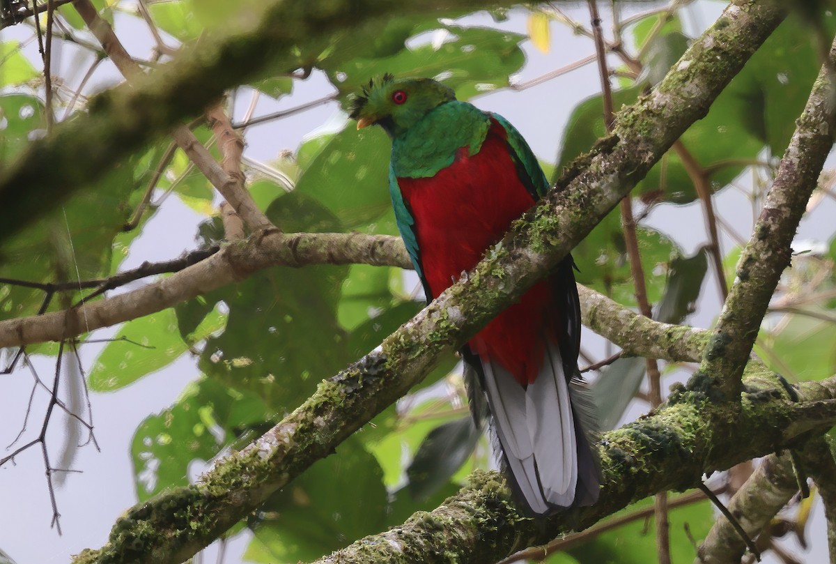 Crested Quetzal - ML620126119
