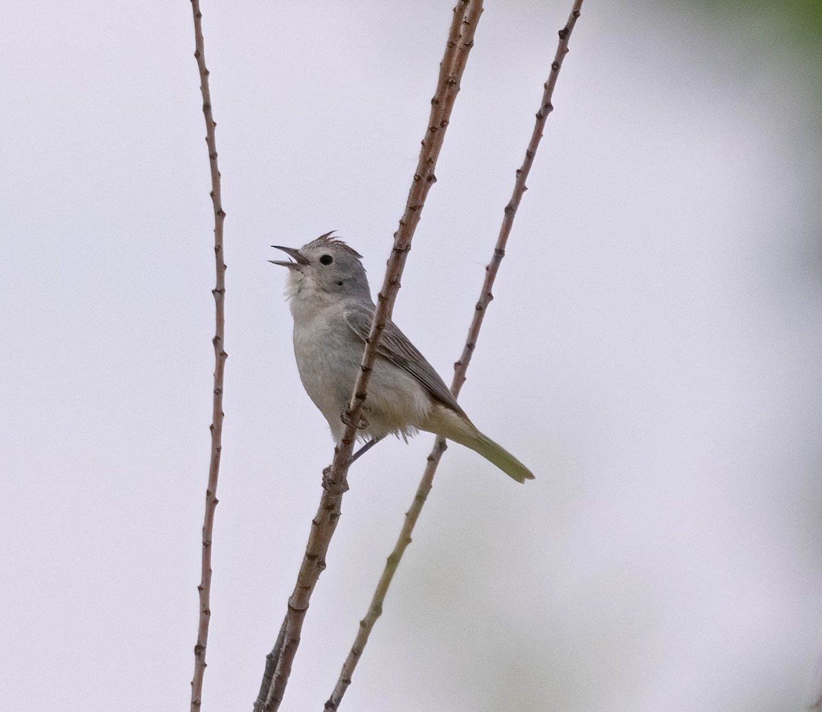 Lucy's Warbler - ML620126120