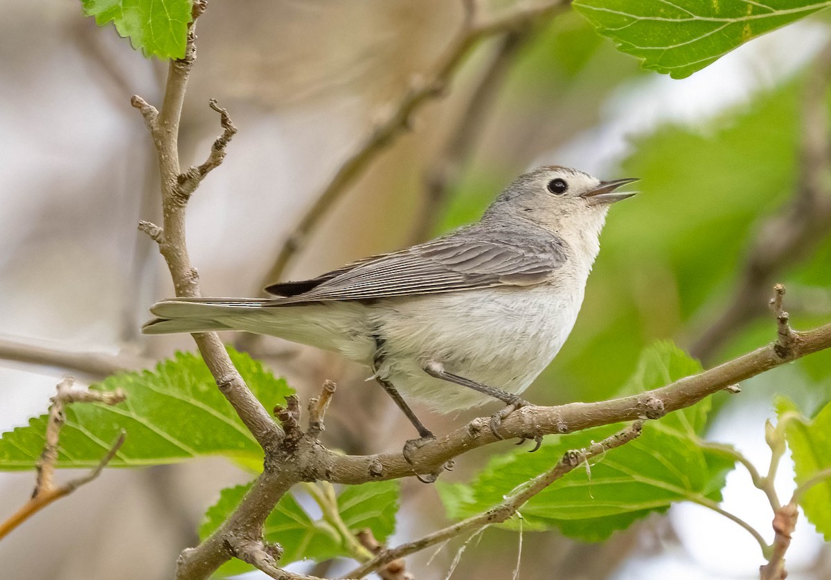 Lucy's Warbler - ML620126121