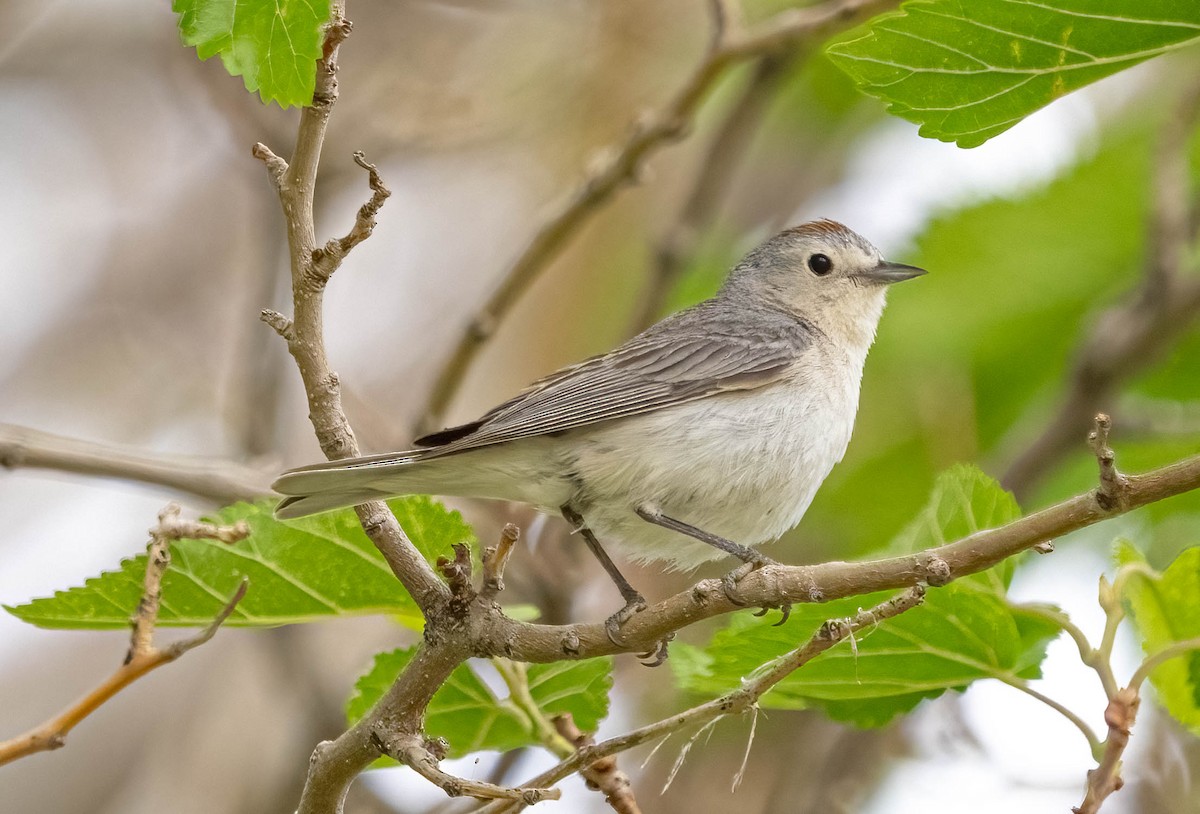 Lucy's Warbler - ML620126122