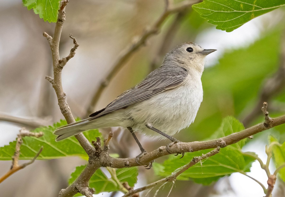 Lucy's Warbler - ML620126123