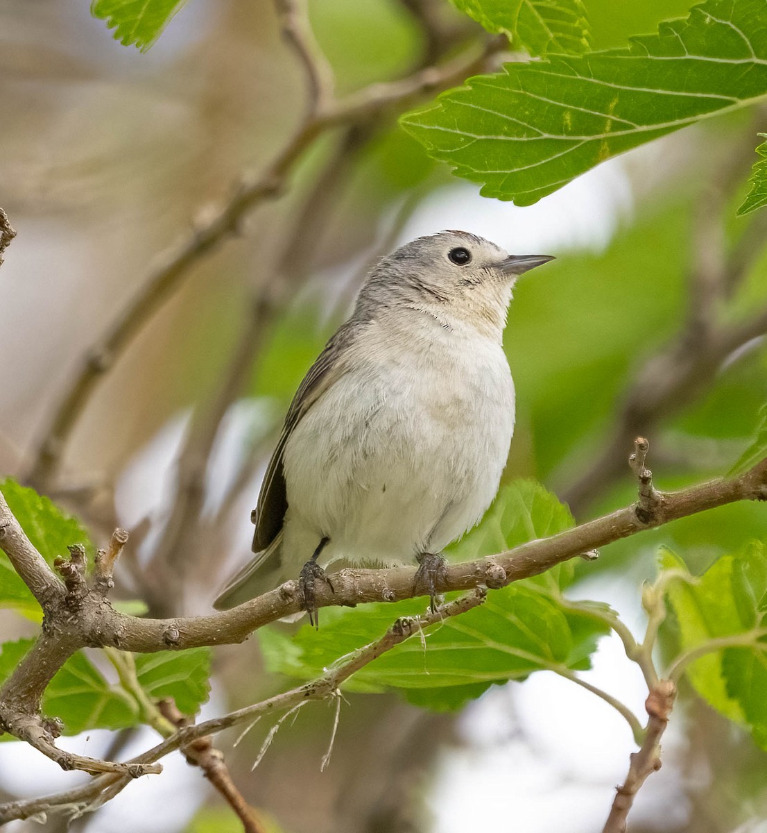 Lucy's Warbler - ML620126124