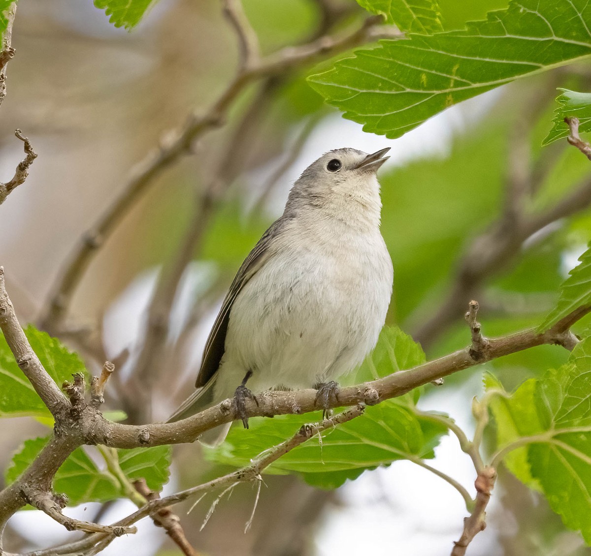 Lucy's Warbler - ML620126125
