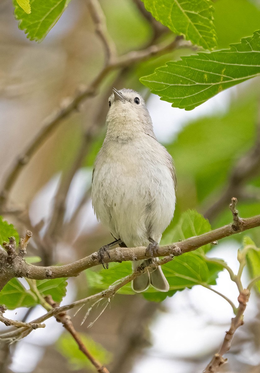 Lucy's Warbler - ML620126126