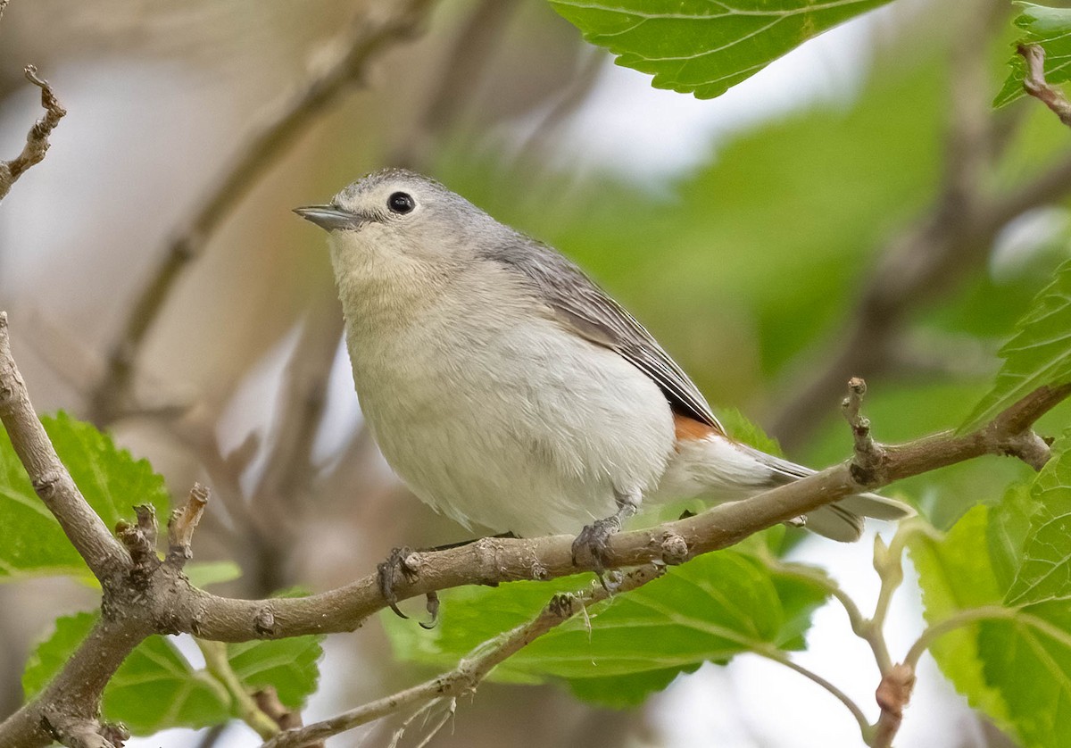 Lucy's Warbler - ML620126127