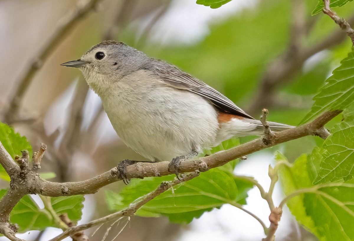 Lucy's Warbler - ML620126128
