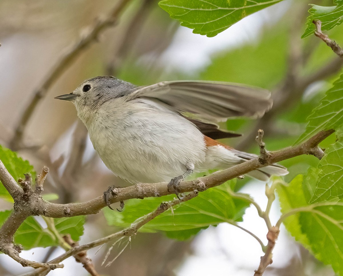 Lucy's Warbler - ML620126129