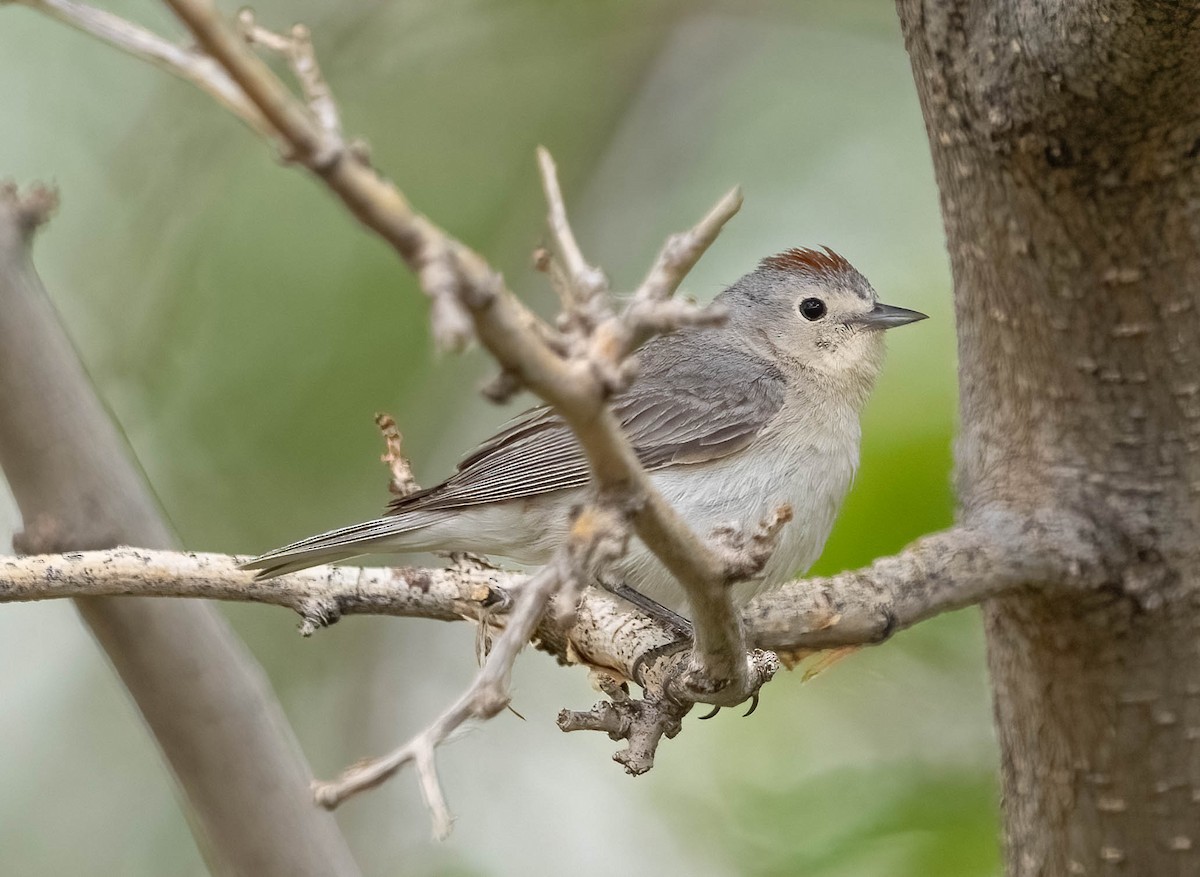Lucy's Warbler - ML620126130